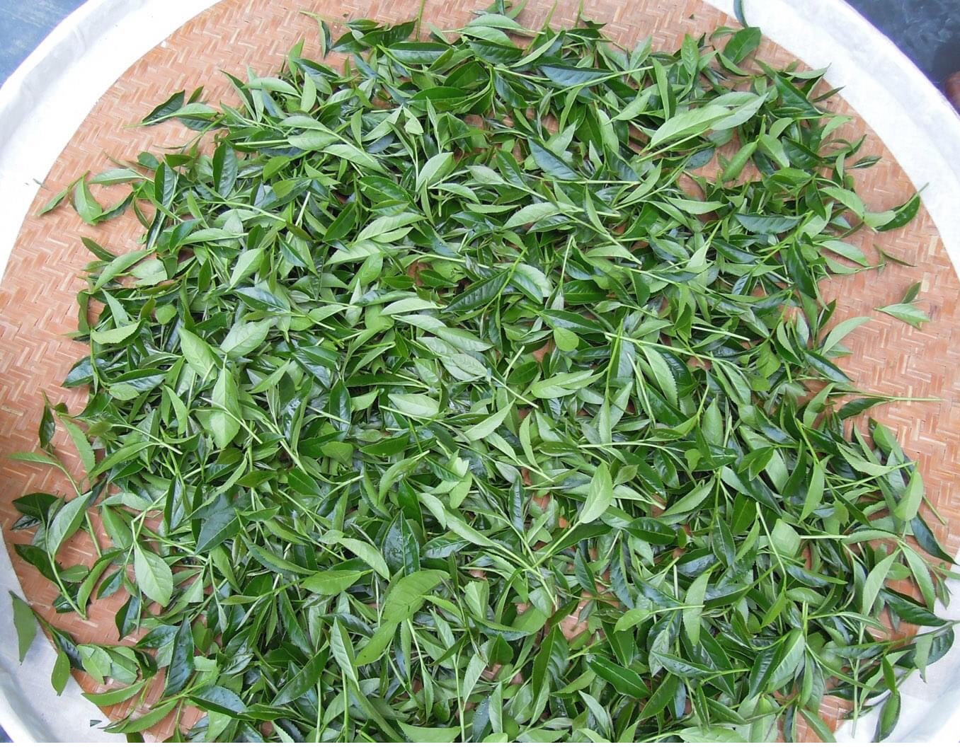 Nguyên liệu sản xuât trà ô long Lý Khuê