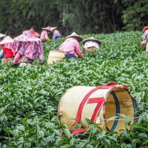 đồi trà A Lý Sơn